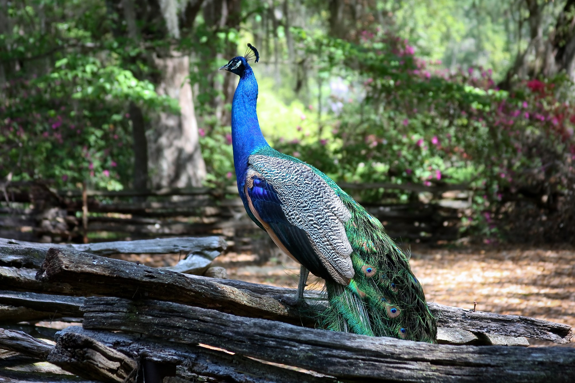 Magnolia Plantation